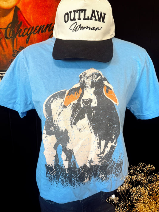 Brahma Cow on Tee